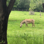 Tierwelt Tierpark Herberstein beim Schloss Herberstein