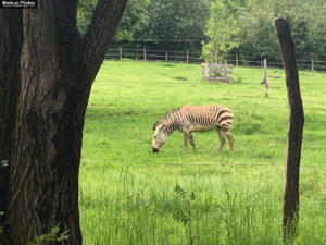 Tierwelt Tierpark Herberstein beim Schloss Herberstein