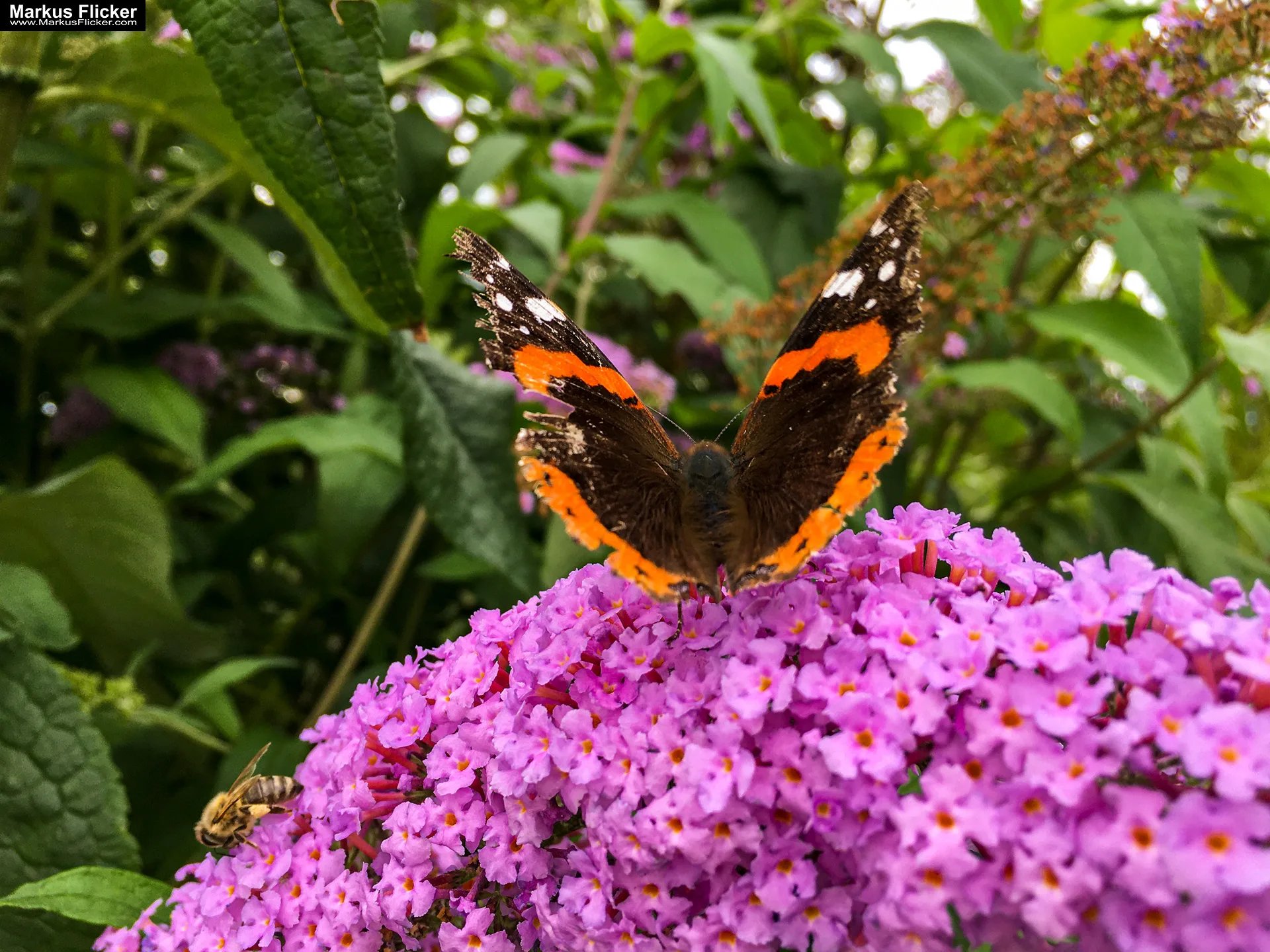 MJUS World Resort & Thermal Park Körmend Ungarn