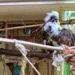 Tierwelt Tierpark Herberstein beim Schloss Herberstein