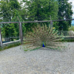 Tierwelt Tierpark Herberstein beim Schloss Herberstein