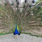 Tierwelt Tierpark Herberstein beim Schloss Herberstein