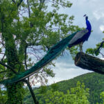 Tierwelt Tierpark Herberstein beim Schloss Herberstein