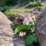 Nutria Wildlife Video Nature Coypu Europe Austria iPhone Pro Max Smartphone Cinematic Mode Naturfilm Naturfotografie Gleisdorf Steiermark Österreich