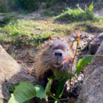 Nutria Wildlife Video Nature Coypu Europe Austria iPhone Pro Max Smartphone Cinematic Mode Naturfilm Naturfotografie Gleisdorf Steiermark Österreich