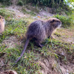 Nutria an der Raab in Gleisdorf