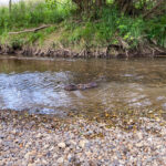 Nutria an der Raab in Gleisdorf