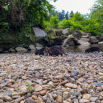 Nutria an der Raab in Gleisdorf