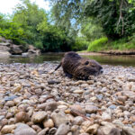 Nutria Wildlife Video Nature Coypu Europe Austria iPhone Pro Max Smartphone Cinematic Mode Naturfilm Naturfotografie Gleisdorf Steiermark Österreich