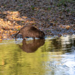 Nutria Wildlife Video Nature Coypu Europe Austria iPhone Pro Max Smartphone Cinematic Mode Naturfilm Naturfotografie Gleisdorf Steiermark Österreich