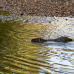 Nutria an der Raab in Gleisdorf Steiermark