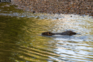 Nutria an der Raab in Gleisdorf Steiermark