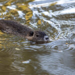 Nutria an der Raab in Gleisdorf Steiermark