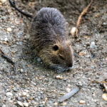 Nutria Wildlife Video Nature Coypu Europe Austria iPhone Pro Max Smartphone Cinematic Mode Naturfilm Naturfotografie Gleisdorf Steiermark Österreich