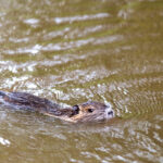 Nutria an der Raab in Gleisdorf Steiermark