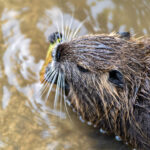 Nutria an der Raab in Gleisdorf Steiermark