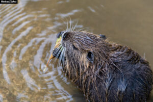 Nutria an der Raab in Gleisdorf Steiermark