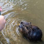 Nutria an der Raab in Gleisdorf Steiermark