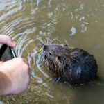 Nutria an der Raab in Gleisdorf Steiermark