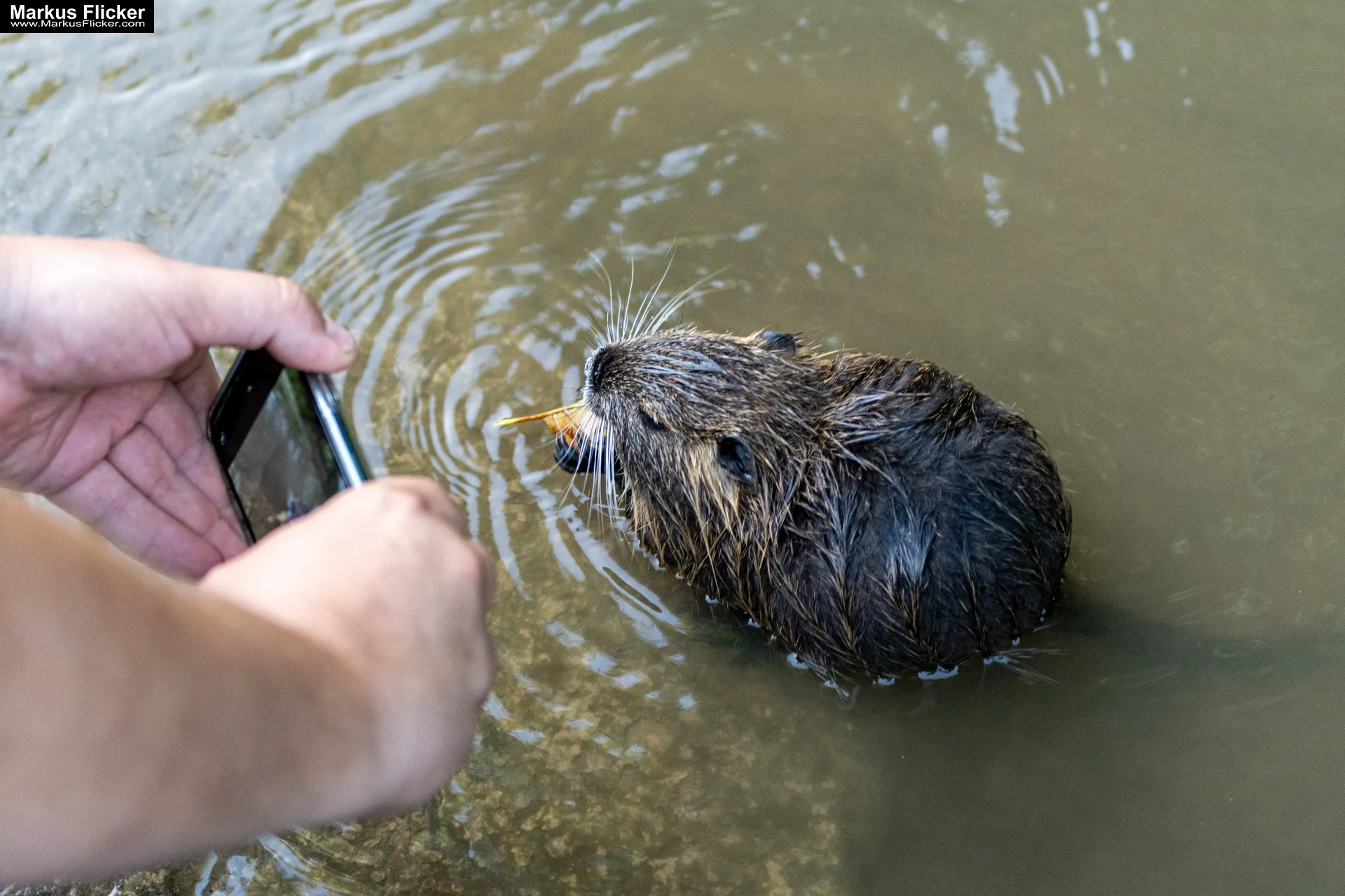 Mehr über den Artikel erfahren Nutria Wildlife Video Nature Coypu Europe Austria iPhone Pro Max Smartphone Cinematic Mode Naturfilm Naturfotografie Raab Steiermark Österreich inkl. 30 Tipps und Tricks mit dem Smartphone