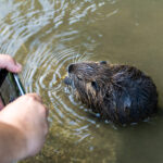 Nutria Wildlife Video Nature Coypu Europe Austria iPhone Pro Max Smartphone Cinematic Mode Naturfilm Naturfotografie Steiermark Österreich