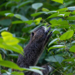 Nutria Wildlife Video Nature Coypu Europe Austria iPhone Pro Max Smartphone Cinematic Mode Naturfilm Naturfotografie Gleisdorf Steiermark Österreich