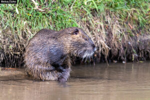 Nutria Wildlife Video Nature Coypu Europe Austria iPhone Pro Max Smartphone Cinematic Mode Naturfilm Naturfotografie Steiermark Österreich