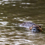 Nutria Wildlife Video Nature Coypu Europe Austria iPhone Pro Max Smartphone Cinematic Mode Naturfilm Naturfotografie Steiermark Österreich