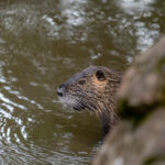 Nutria Wildlife Video Nature Coypu Europe Austria iPhone Pro Max Smartphone Cinematic Mode Naturfilm Naturfotografie Steiermark Österreich