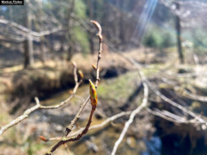 Fotospaziergang Steiermark im Frühling in der Raabklamm mit dem Smartphone Ein kreativer Spaziergang mit dem Handy in der Natur