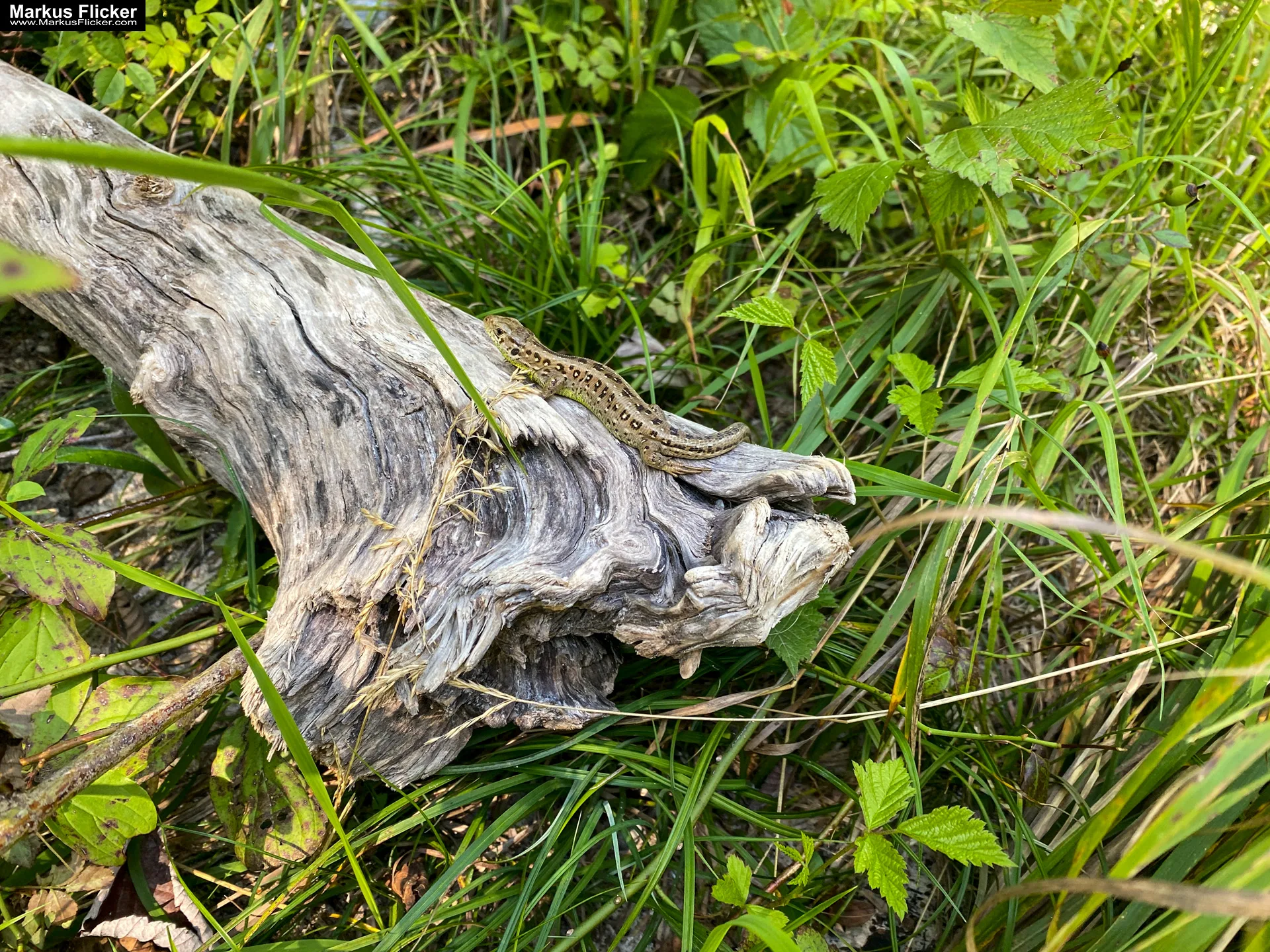 Bad Ischl im Salzkammergut Oberösterreich