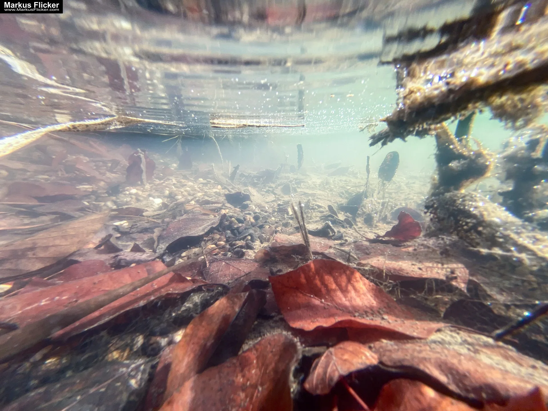 Wie du Unterwasser atemberaubende Fotos und Videos mit dem Handy machst? Mit dem Smartphone ins Wasser inkl. 9 unwiderstehlichen Tipps für Unterwasserfotografie. Fotografieren und Filmen mit dem Smartphone: Bessere Fotos und Videos mit dem Handy für Freizeit, Hobby und Business