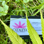 Bianca Gugatschka Portraitfotografie und Produktfotografie für CATALEYA CBD Cannabis Naturprodukte