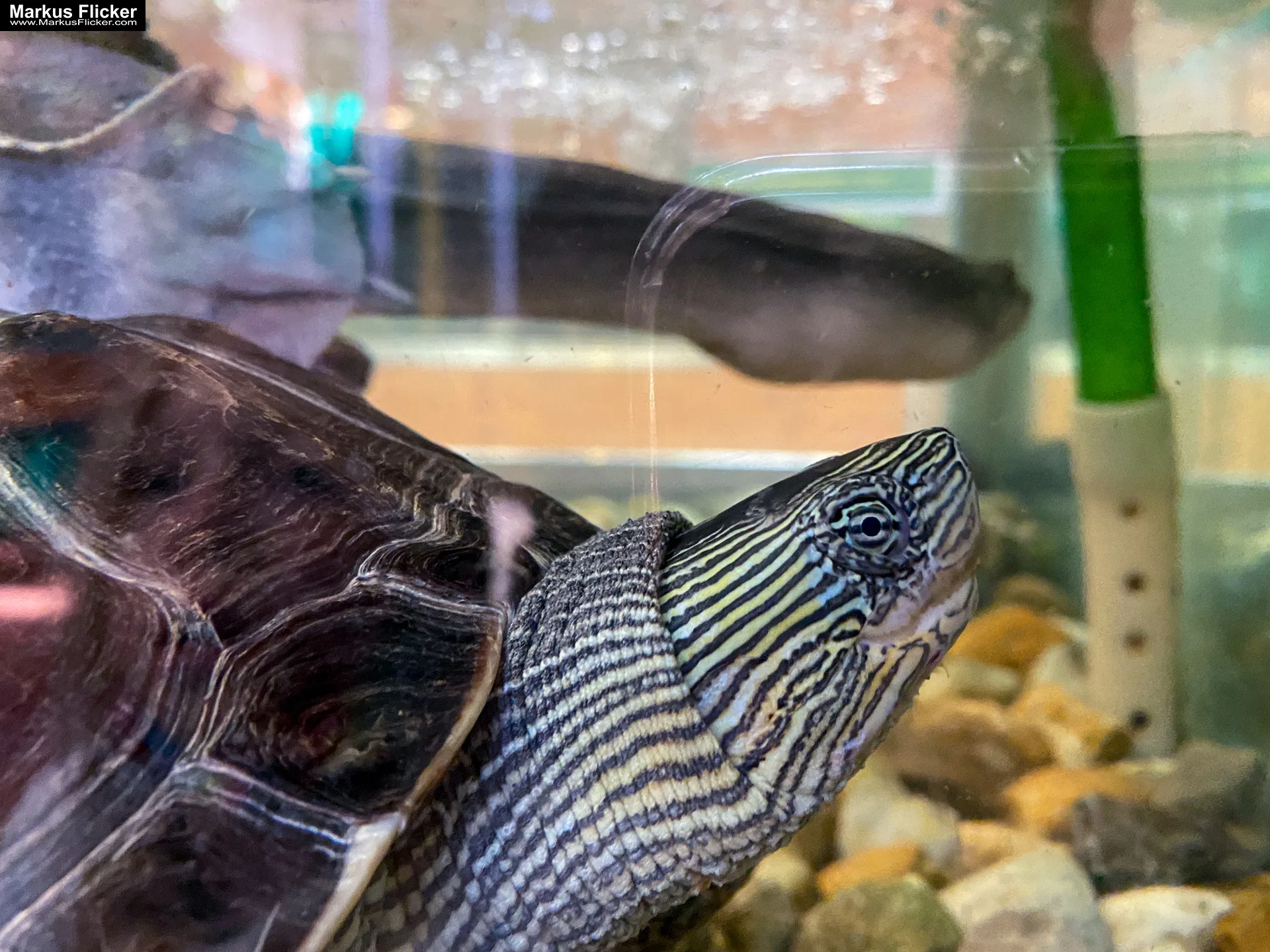 Reptilienzoo Happ in Klagenfurt am Wörthersee in Kärnten