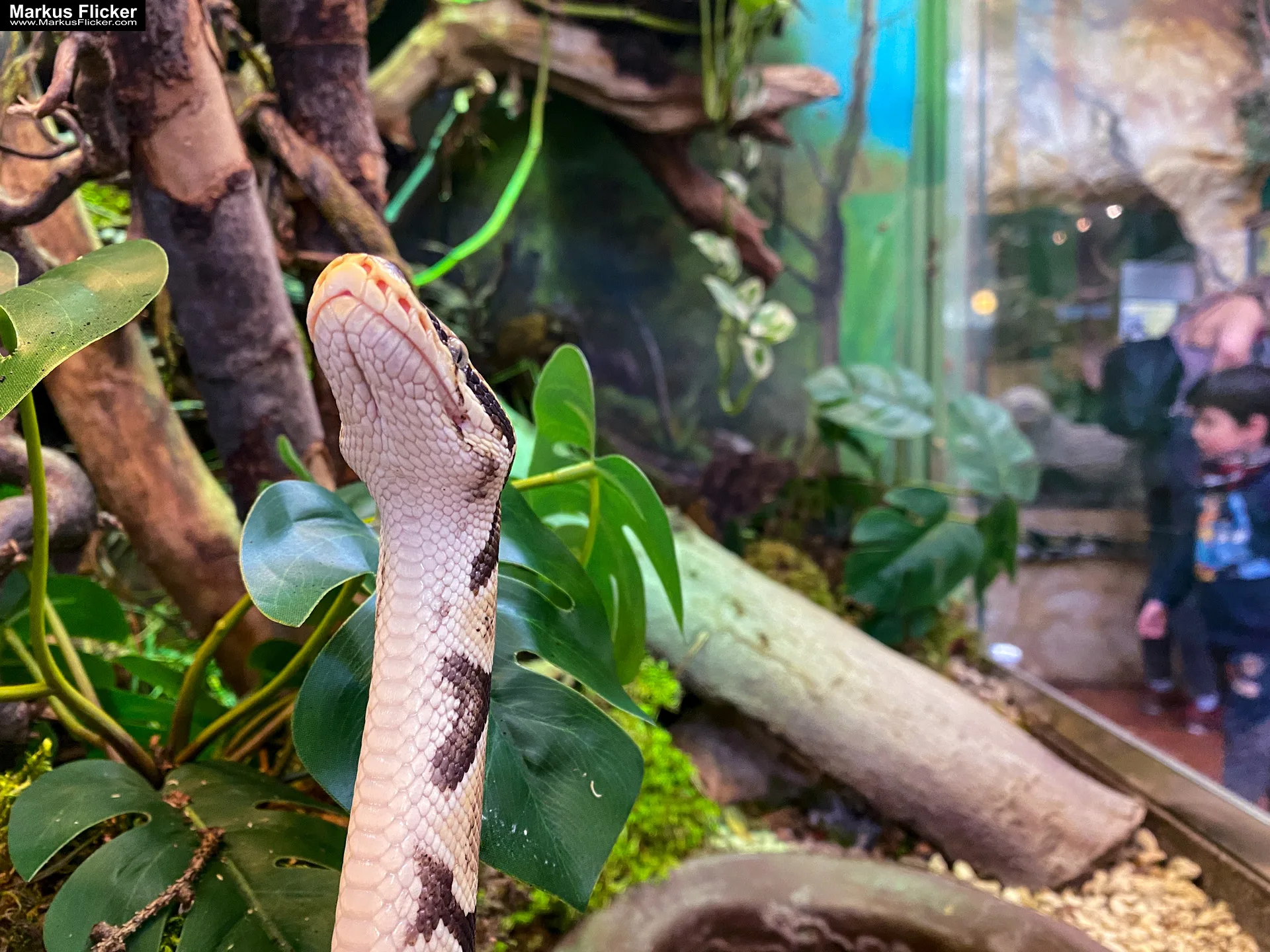 Reptilienzoo Happ in Klagenfurt am Wörthersee in Kärnten