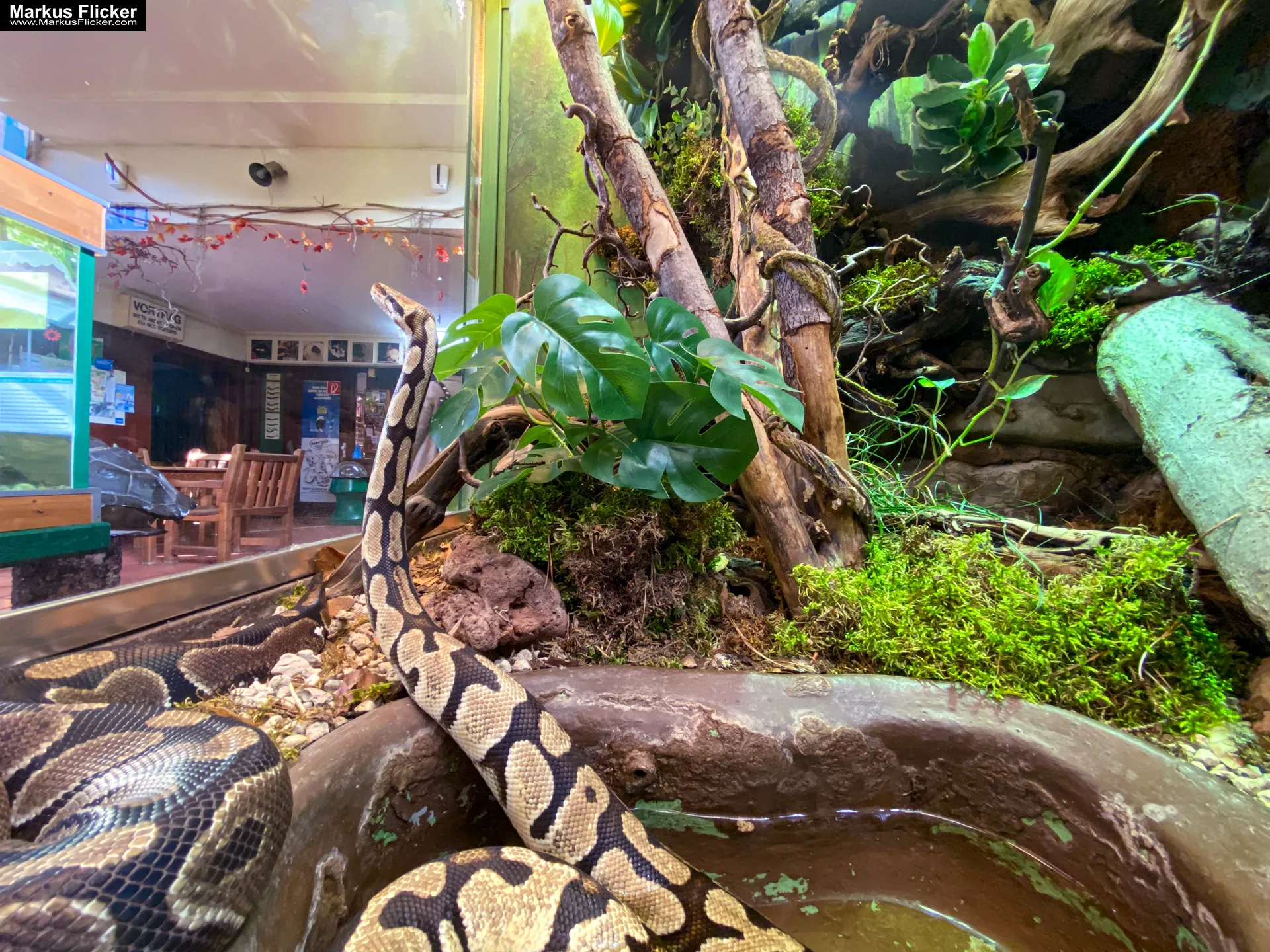 Reptilienzoo Happ in Klagenfurt am Wörthersee in Kärnten