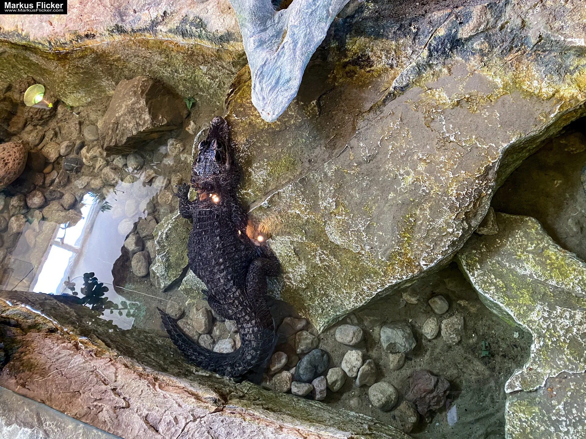 Reptilienzoo Happ in Klagenfurt am Wörthersee in Kärnten