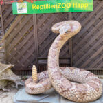 Reptilienzoo Happ & Sauriergarten in Klagenfurt am Wörthersee in Kärnten #visitaustria