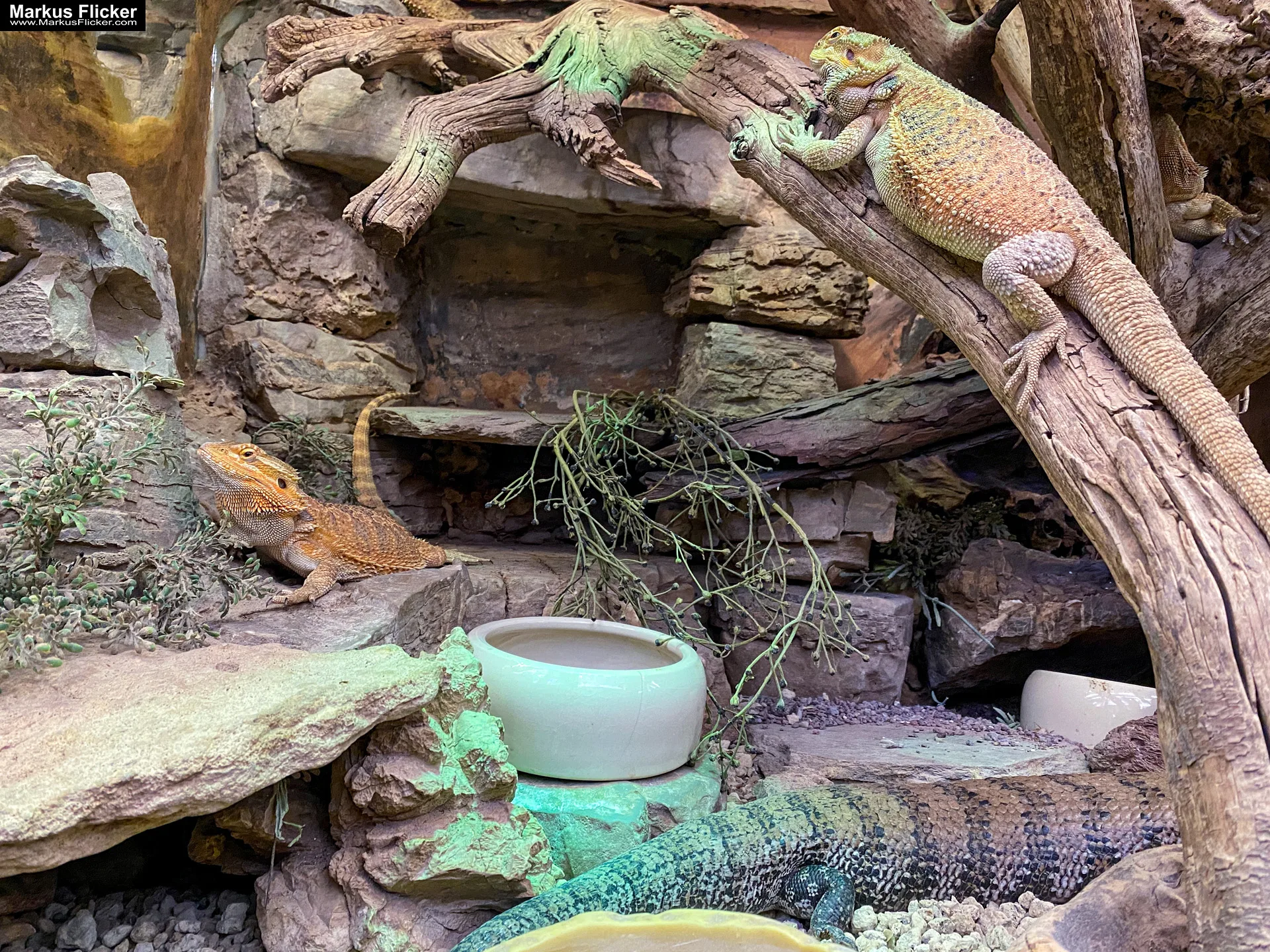 Reptilienzoo Happ in Klagenfurt am Wörthersee in Kärnten