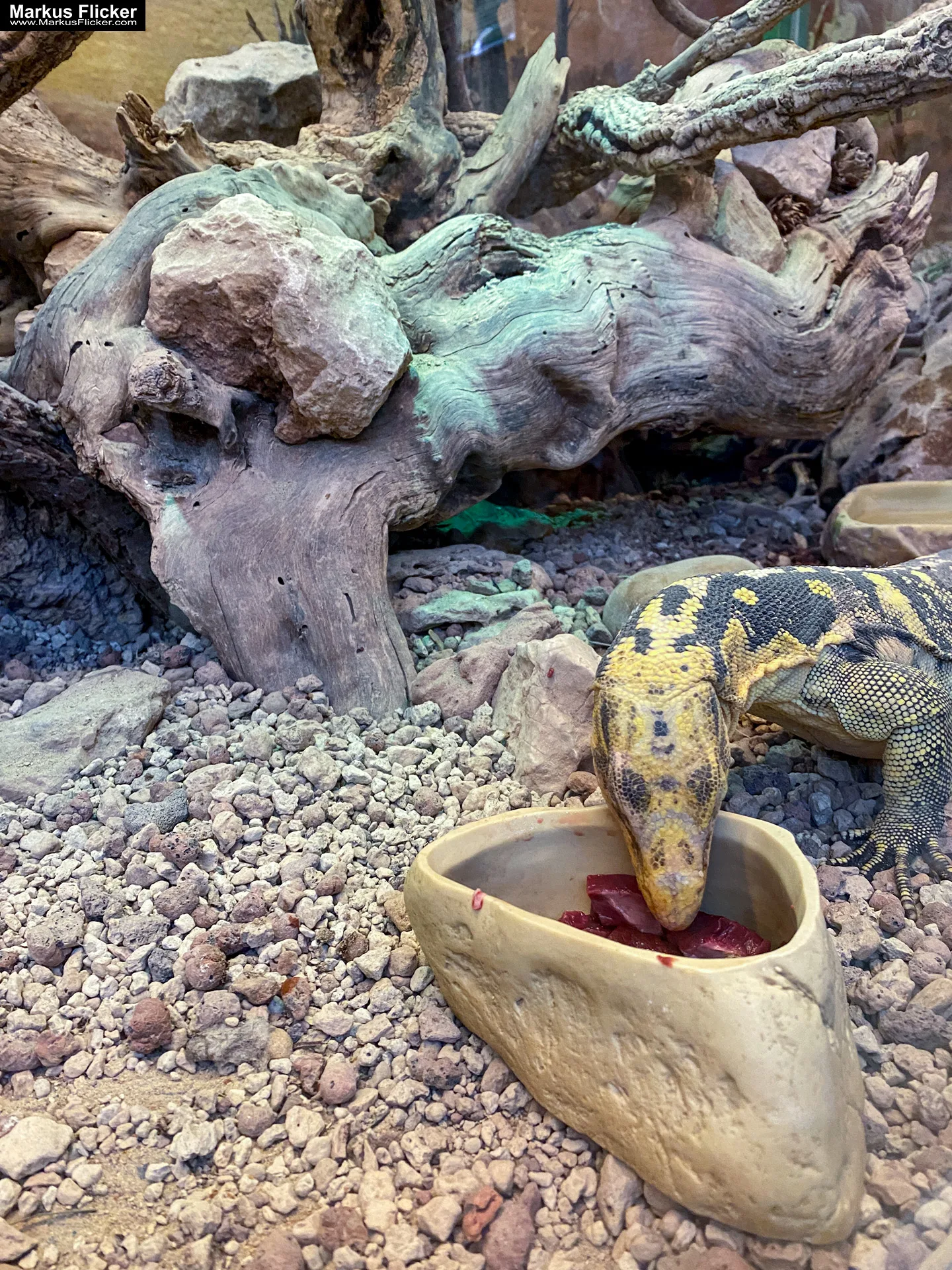 Reptilienzoo Happ in Klagenfurt am Wörthersee in Kärnten