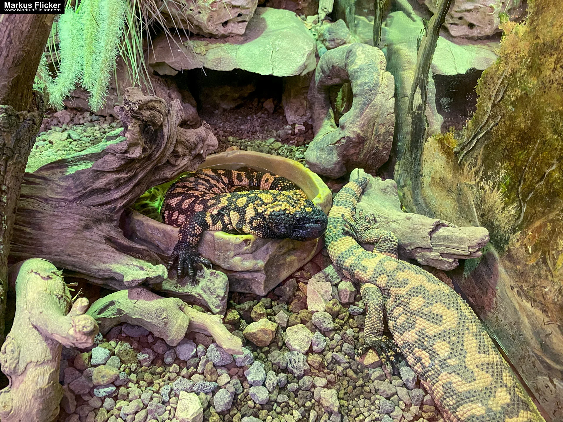 Reptilienzoo Happ in Klagenfurt am Wörthersee in Kärnten