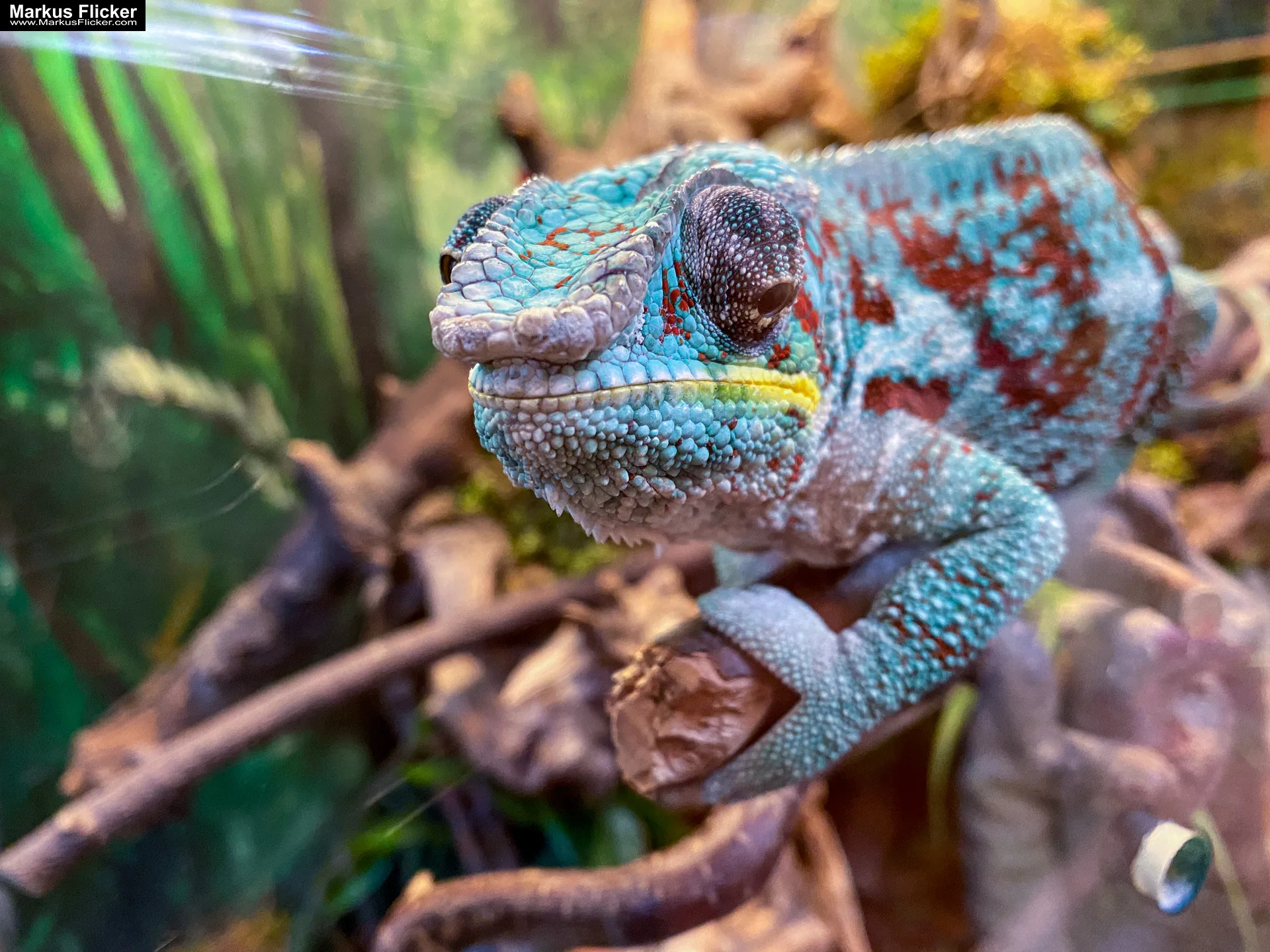 Reptilienzoo Happ in Klagenfurt am Wörthersee in Kärnten