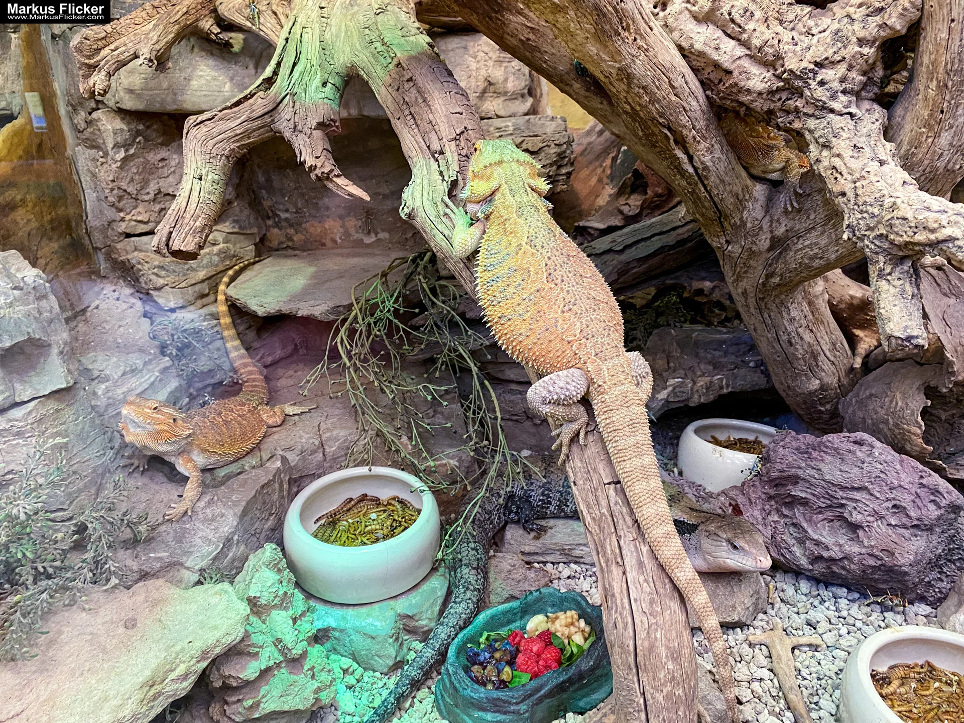 Reptilienzoo Happ in Klagenfurt am Wörthersee in Kärnten