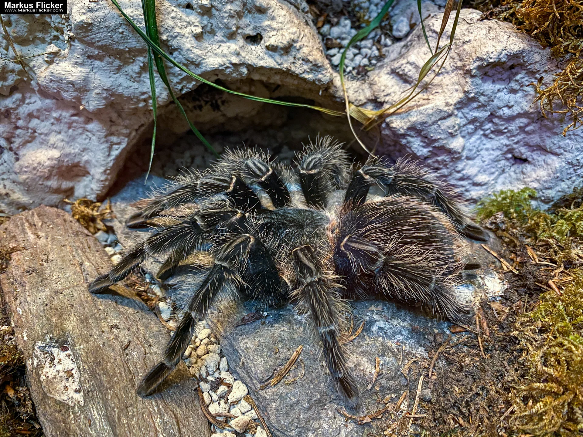 Reptilienzoo Happ & Sauriergarten in Klagenfurt am Wörthersee in Kärnten #visitaustria
