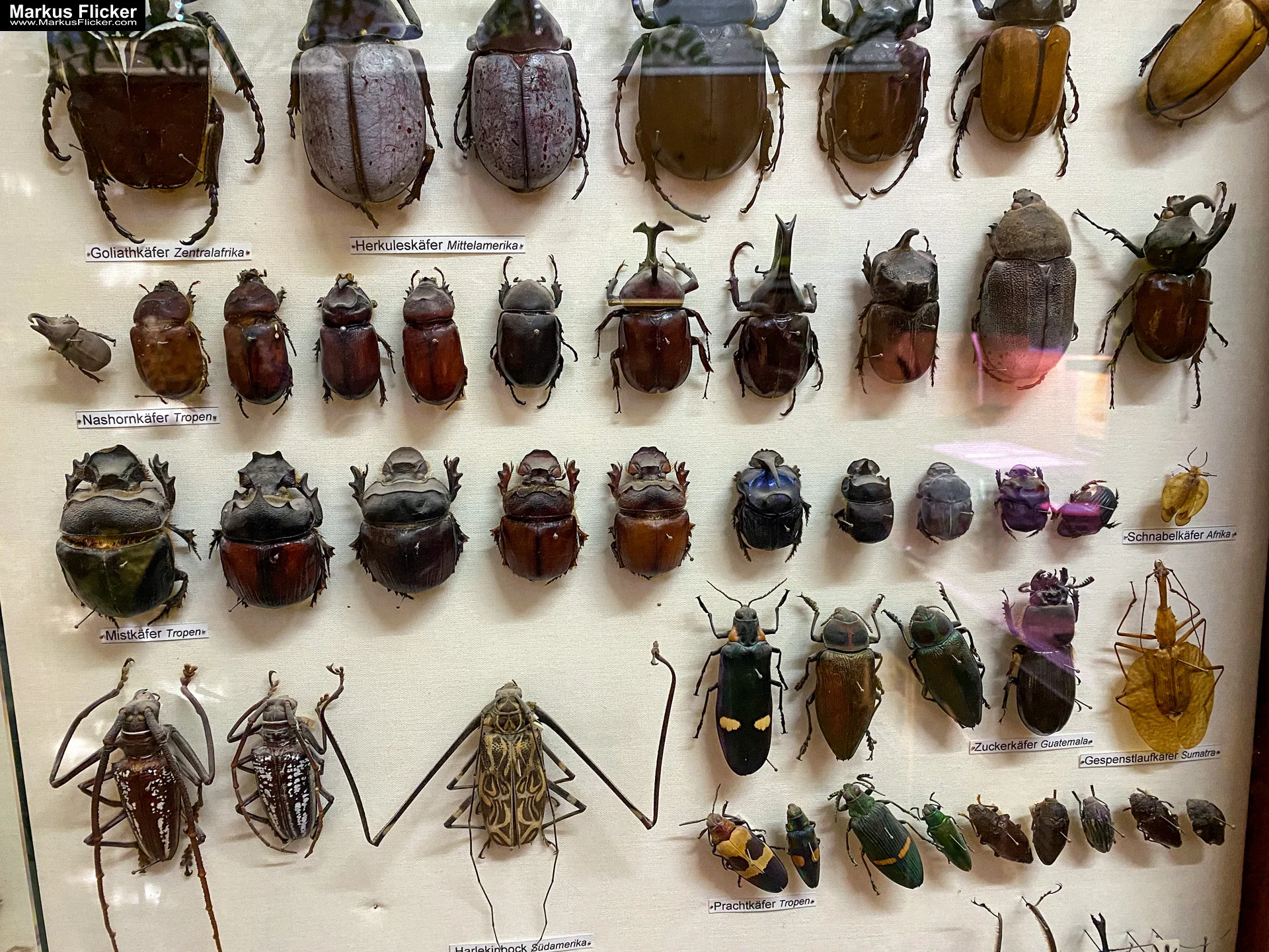 Reptilienzoo Happ & Sauriergarten in Klagenfurt am Wörthersee in Kärnten #visitaustria