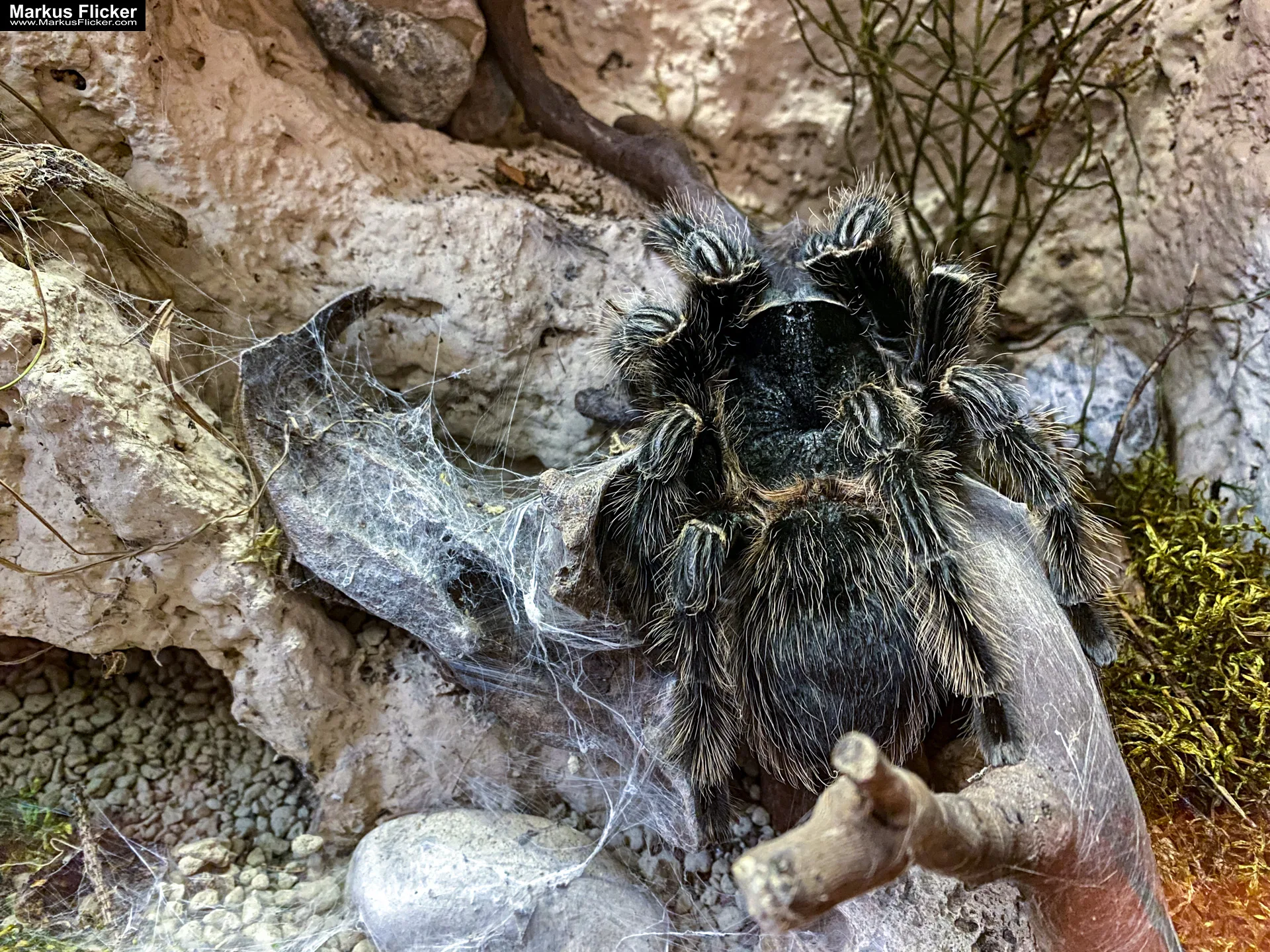 Reptilienzoo Happ in Klagenfurt am Wörthersee in Kärnten