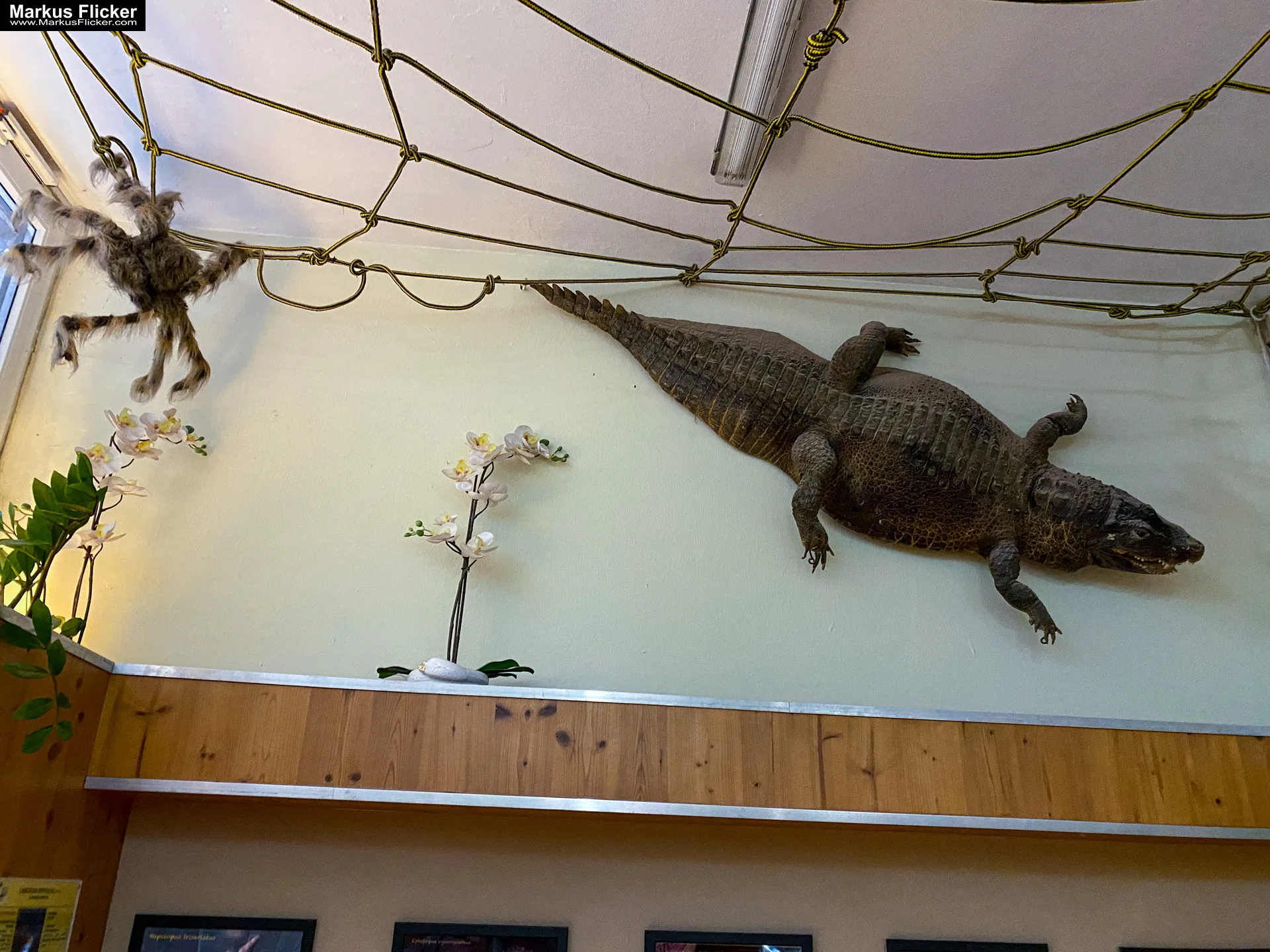 Reptilienzoo Happ in Klagenfurt am Wörthersee in Kärnten