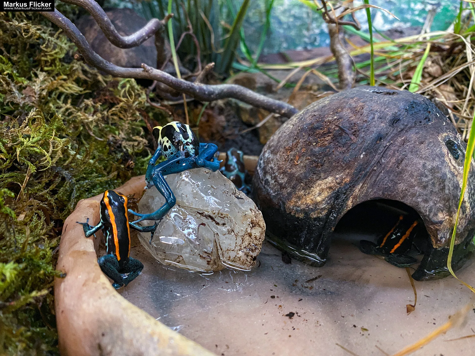 Reptilienzoo Happ in Klagenfurt am Wörthersee in Kärnten