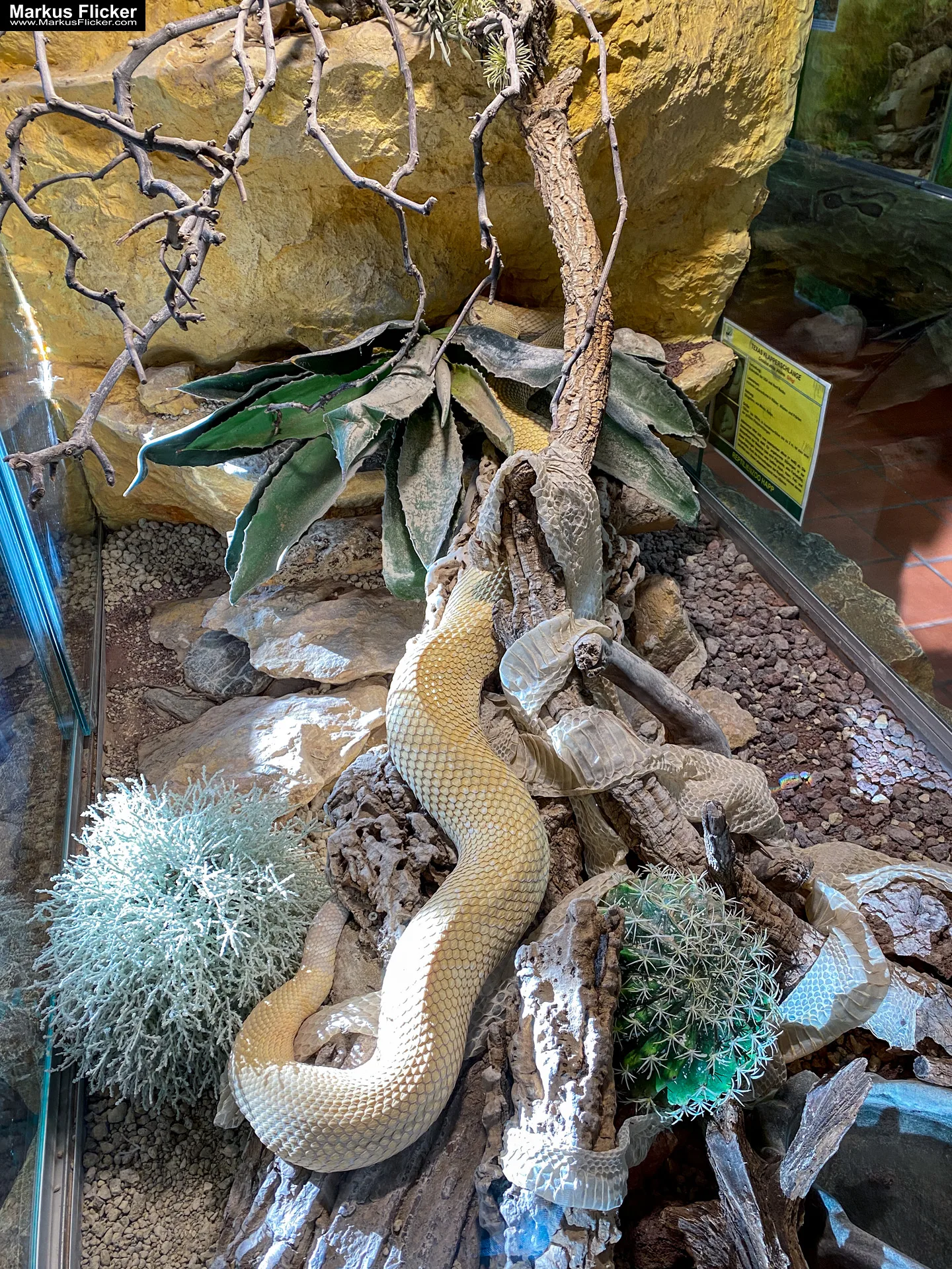 Reptilienzoo Happ in Klagenfurt am Wörthersee in Kärnten