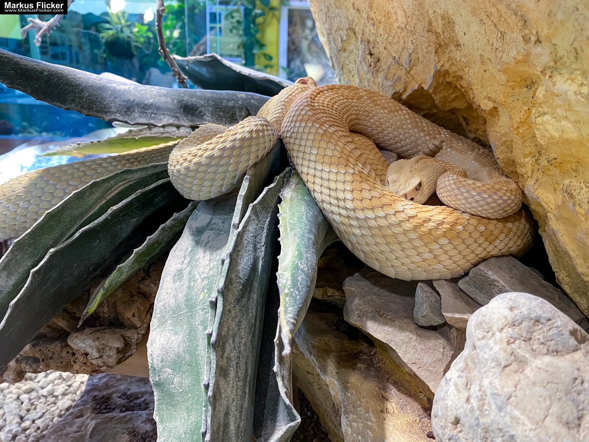 Reptilienzoo Happ in Klagenfurt am Wörthersee in Kärnten